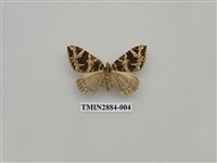 藏品(尺蛾613)的圖片